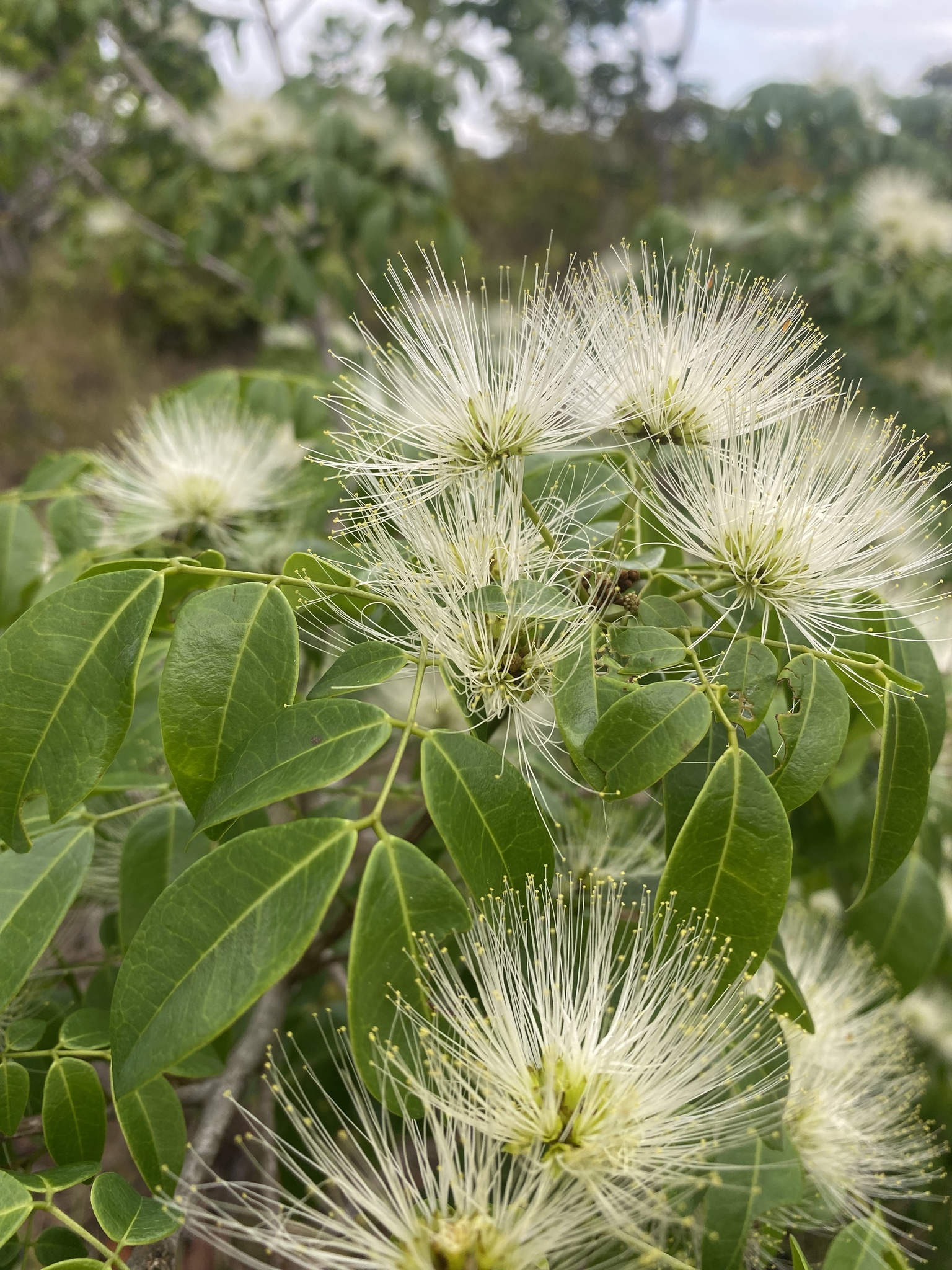 Jupunba cochleata