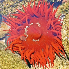 Anemonia alicemartinae