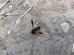 Hypodynerus colocolo