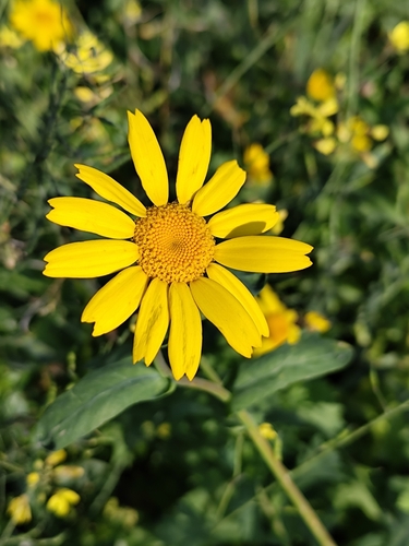 Glebionis segetum