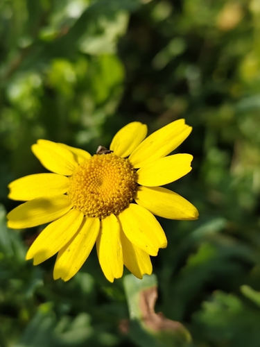 Glebionis segetum