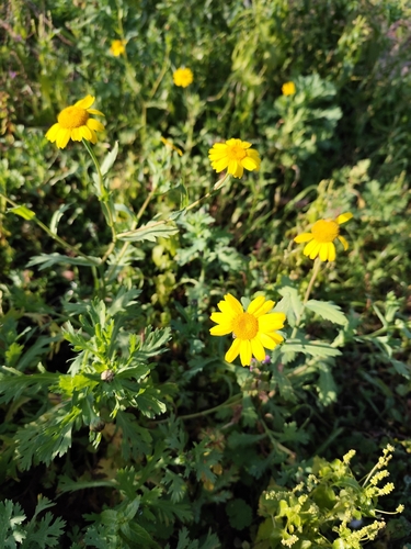Glebionis segetum