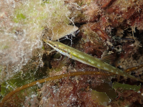 Spinachia spinachia