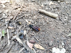 Elaphroptera