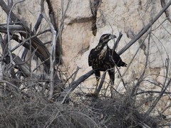 Buteogallus