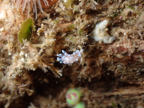 Antiopella cristata