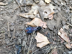 Elaphroptera