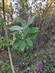 Echter Lorbeer (Laurus nobilis): Herkunft und Verwendung — Foto 2
