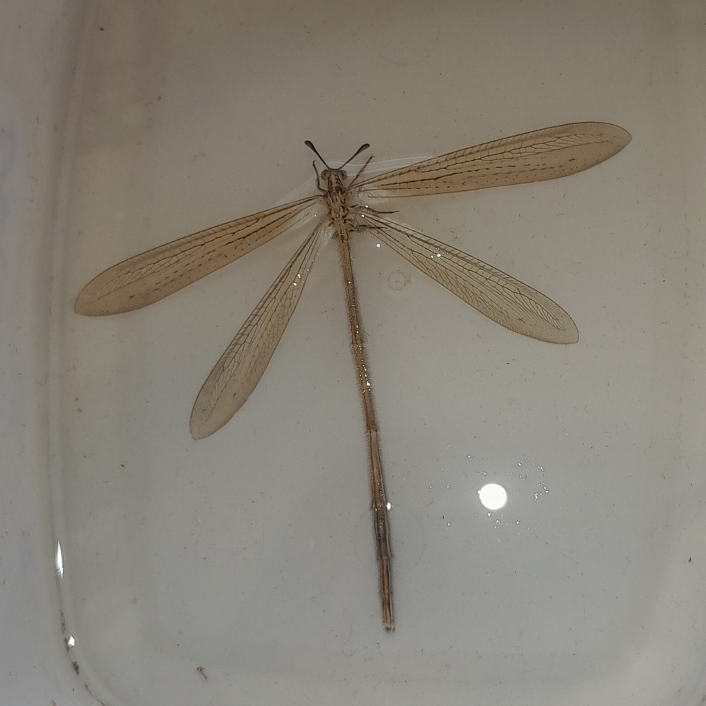 Ameromyia protensa