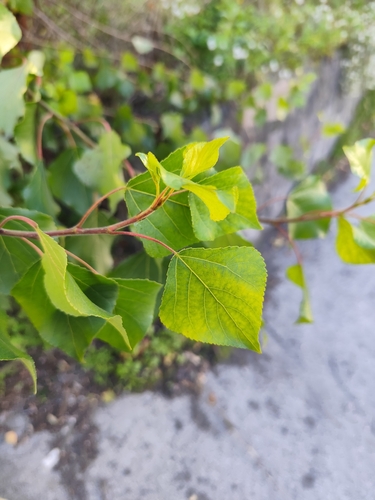 Lombardy poplar (Populus nigra)