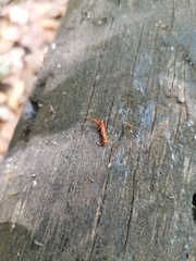 Chenoderus testaceus