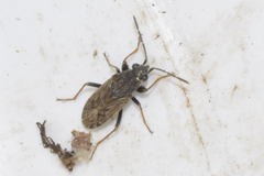 Peritrechus gracilicornis