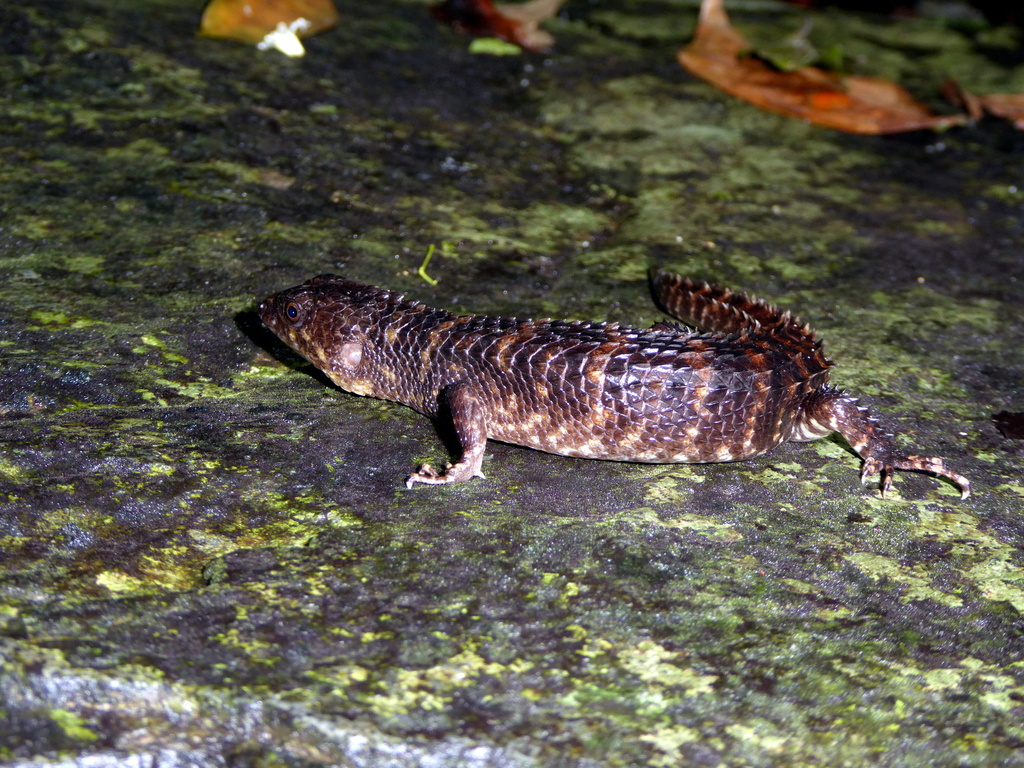 Spiny Waterside Skink