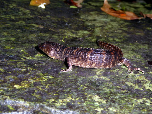 Spiny Waterside Skink