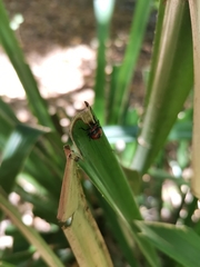 Brontocoris nigrolimbatus