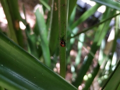 Brontocoris nigrolimbatus