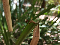 Brontocoris nigrolimbatus