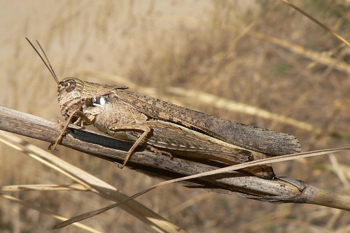 Morphacris fasciata