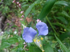 Commelina communis communis