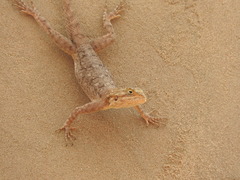 Agama agama