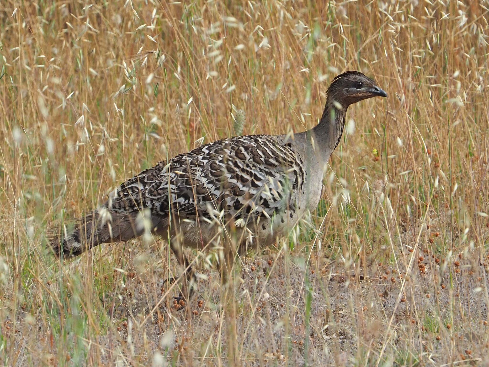 Malleefowl illustration