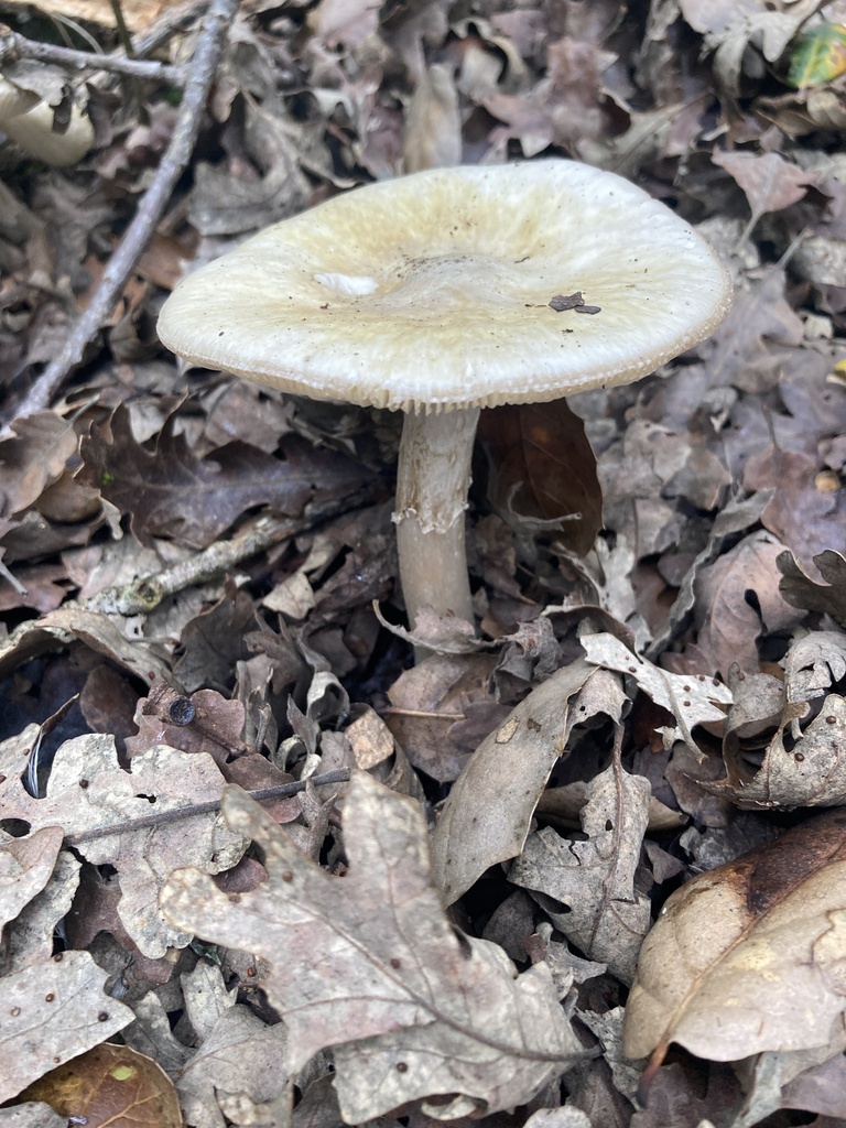 Amanita phalloides · December 2025 · photo: © andrew_wilson (iNaturalist, CC)