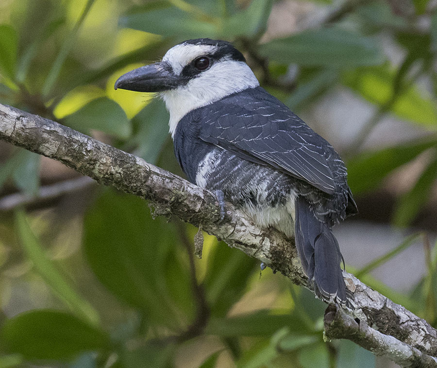 White-necked Puffbird (Notharchus hyperrhynchus) photo