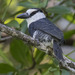 White-necked Puffbird - Photo (c) Paul Donahue, some rights reserved (CC BY-NC), uploaded by Paul Donahue