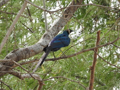 Lamprotornis caudatus