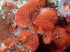 Watersipora subtorquata