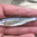 Silvery Minnows - Photo no rights reserved, uploaded by Nick Loveland