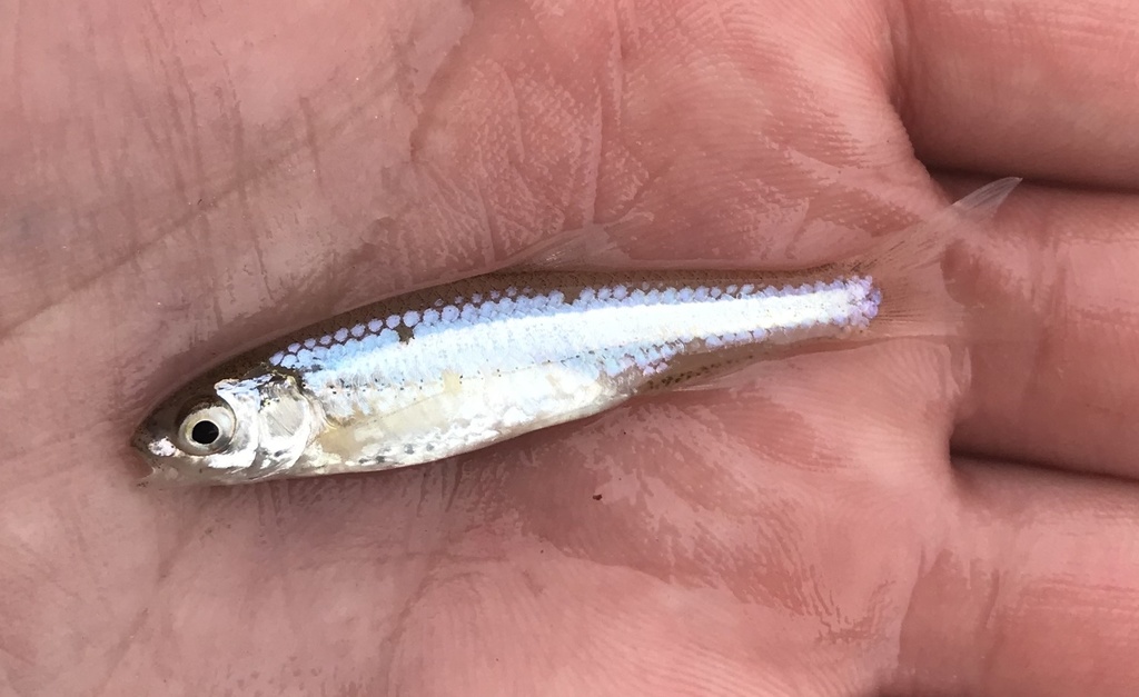 Silverband shiner (Notropis shumardi) — Cyprinidae