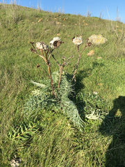 Cynara cardunculus cardunculus