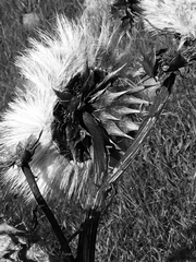 Cynara cardunculus cardunculus