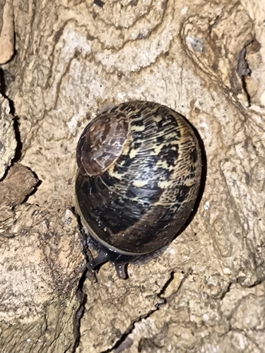 Cornu aspersum
