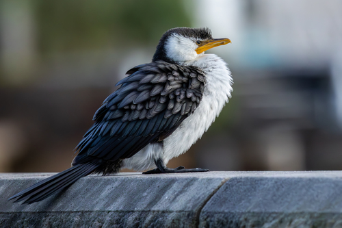 Little Pied Cormorant, photo 8 of 9