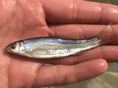 Hybognathus nuchalis