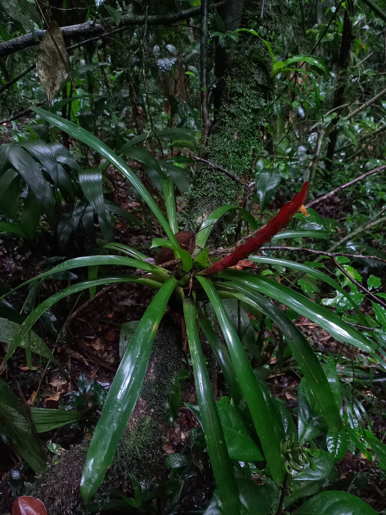Vriesea incurvata