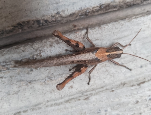 Slender Range Grasshopper