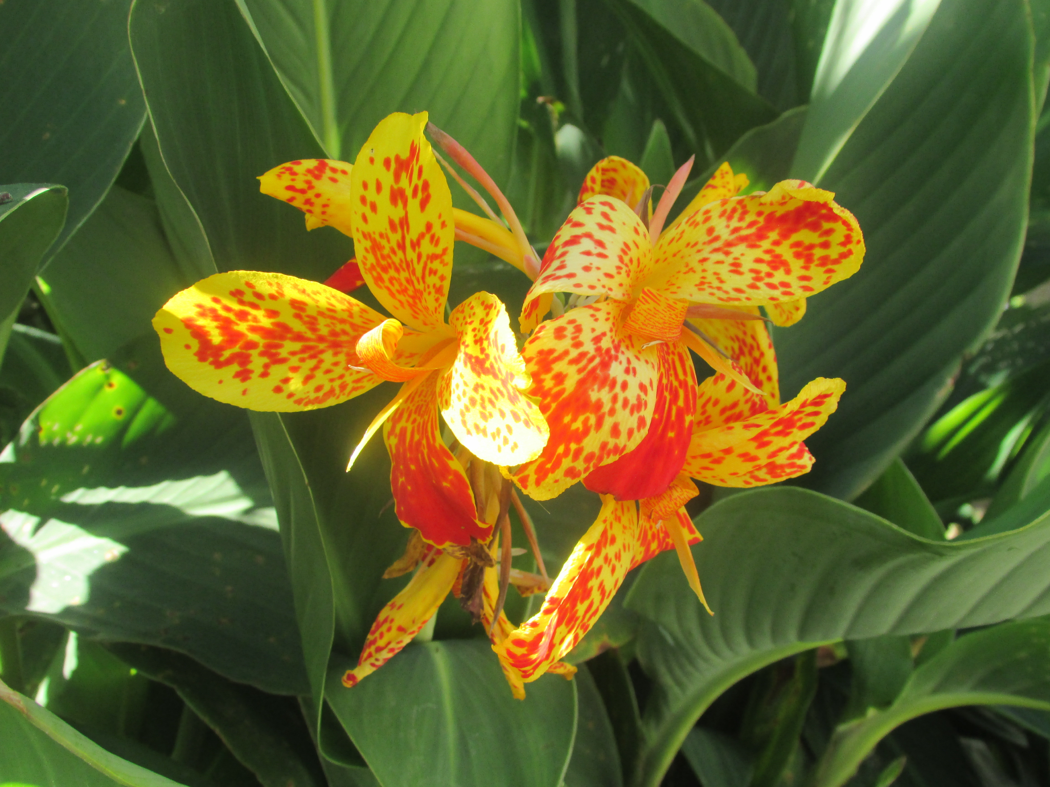 Canna hybrida