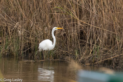 Ardea alba