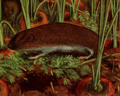 Common Pine Vole photo 2