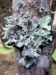 Parmotrema hypoleucinum