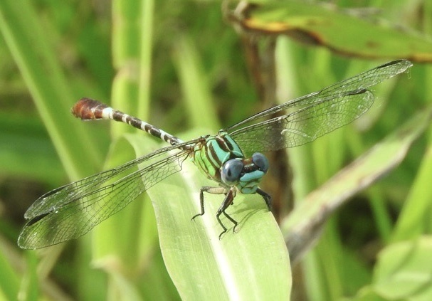 Blue-faced Ringtail