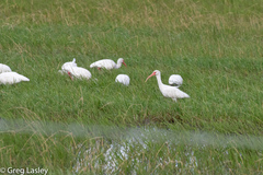 Eudocimus albus