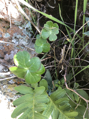 Delphinium nudicaule