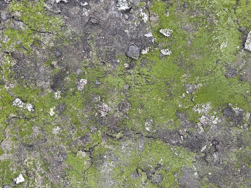 Prasiola crispa observed 2025-12-30