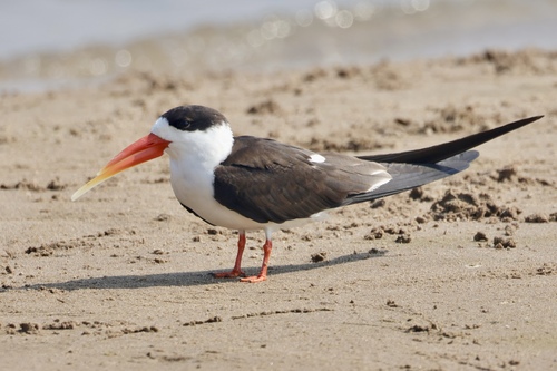 Indian Skimmer