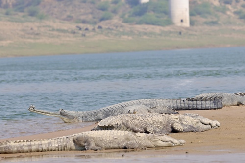 Gharial