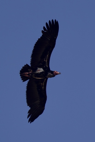 Red-headed Vulture